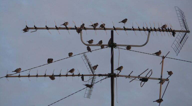 Vogelgrippevirus H5N1 breitet sich in den VSA aus
