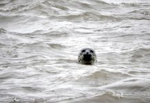 Robbensterben vor Rügen: Politik und Medien ignorieren möglichen Zusammenhang mit LNG-Terminal