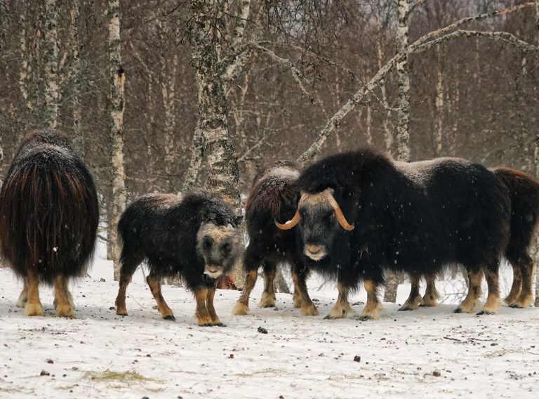 Population der nach Jakutien umgesiedelten Moschusochsen wächst um das 42-fache