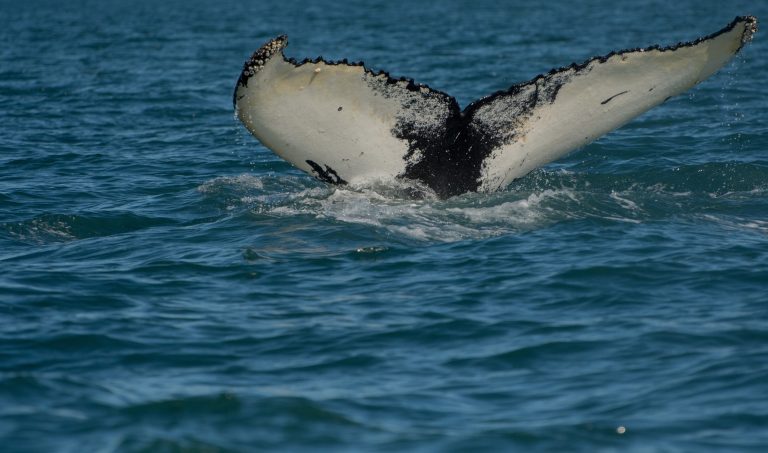 DeepSee – Ein „Sputnik-Moment“ am Technologiehimmel