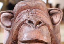 Stiftung Wissenschaft und Politik: Wenn Blinde von Farben reden