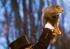 Punxsutawney Phil sagt sechs weitere Winterwochen voraus