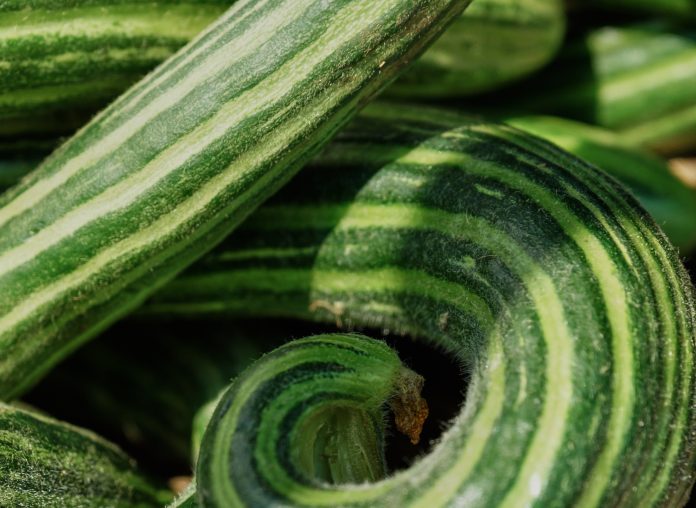 Gurke. Quelle Pixabay, Foto Janet Meyer