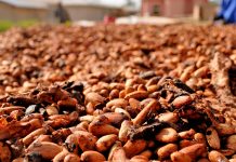 Entwaldungsfreiheit und Schokolade: Die EU, die Bürokratie und der Wahn der Macht