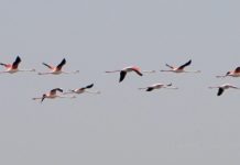 Wenn die Flamingos fliegen – Die Faschisten in Banderastan haben kein eigenes Geld für die Produktion von Marschflugkörpern