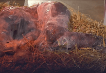 Glosse: Hahaha! Mir widerliche Christen boten am 24.12.2025 nach unserer Zeitrechnung im Staatsfunk der BRD ein ekeliges Spektakel in einer Welt der Ware