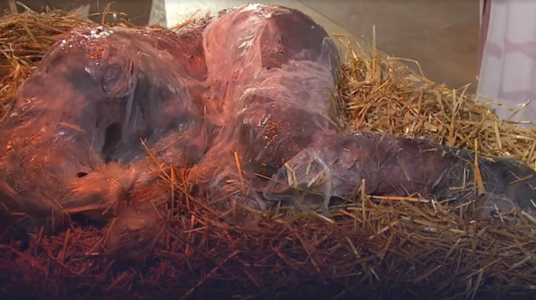 Glosse: Hahaha! Mir widerliche Christen boten am 24.12.2025 nach unserer Zeitrechnung im Staatsfunk der BRD ein ekeliges Spektakel in einer Welt der Ware