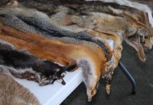 Füchsen und Eisbären das Fell gegerbt