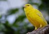 Ist Irland der Kanarienvogel im politischen EU-Bergwerk?