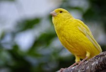 Ist Irland der Kanarienvogel im politischen EU-Bergwerk?