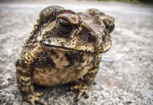 Anhebung der Beitragsbemessungsgrenze für rund 6,3 Millionen Lohnarbeiter der BRD geplant – Die werden in diesem Staat des Kapitals die nächsten von Christen, Sozen u.a. vorgesetzten Kröten schlucken