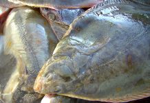Donald Trump und Fischers Fru
