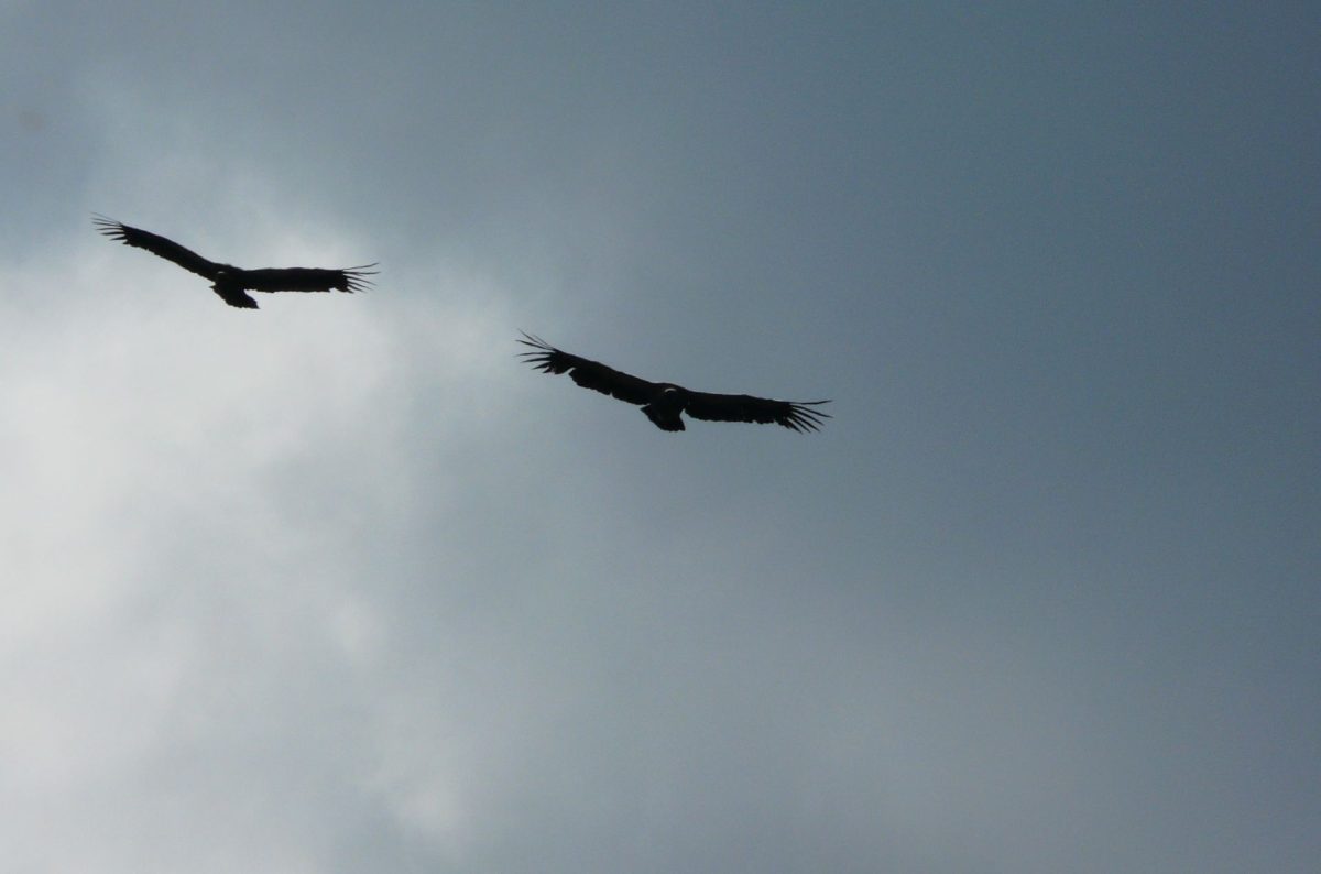 Kommentar: Yankee-Imperialisten und Yankee-Finanzimperialisten im Anflug oder Geier über dem Gazastaat