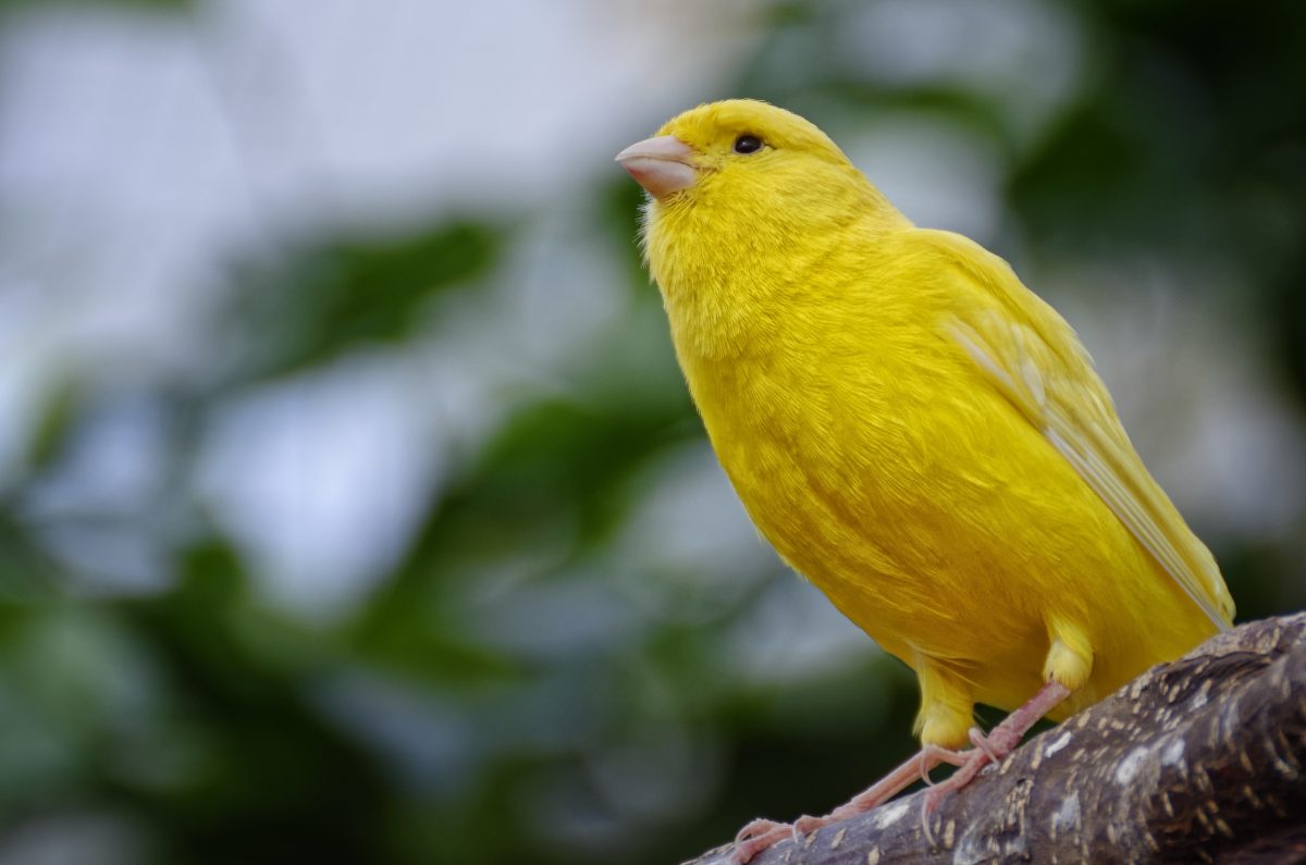 Kanarienvogel. Quelle: Pixabay