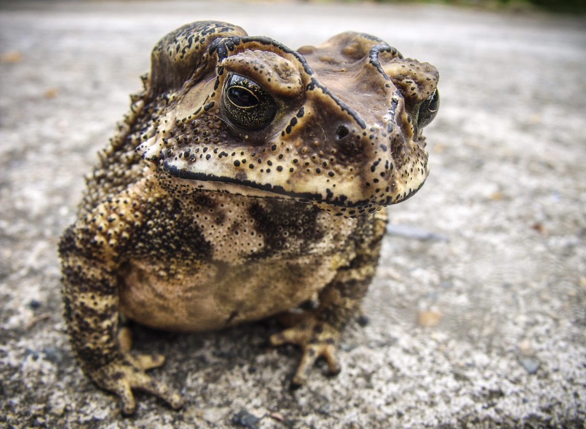 Kröte. Quelle: Pixabay, Foto: Josch13