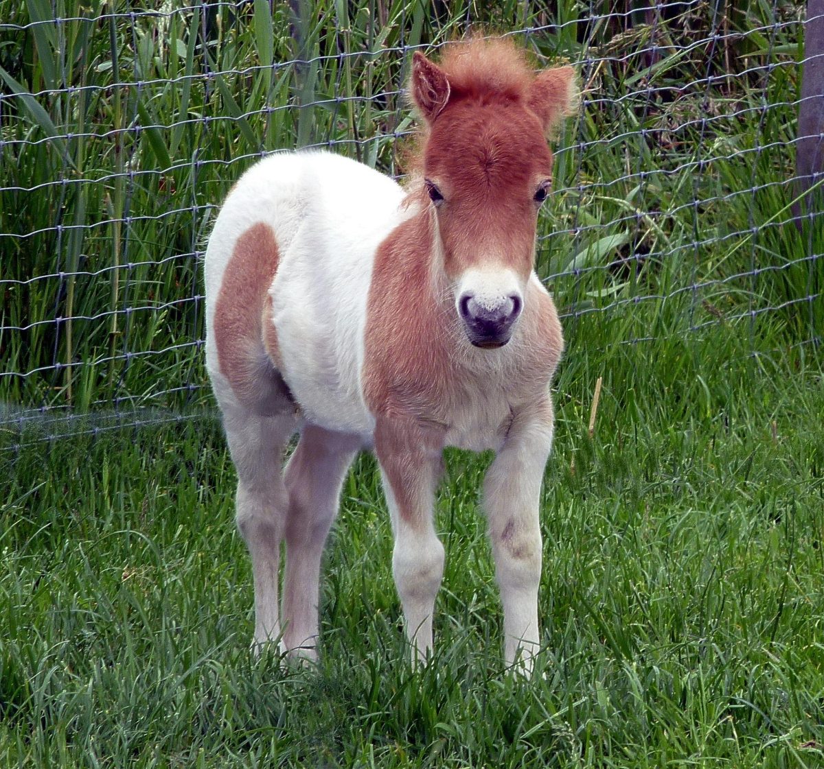 Kein Zwergpony, sondern ein Shetlandpony. Quelle: Pixabay